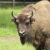 Tiere im Wildpark